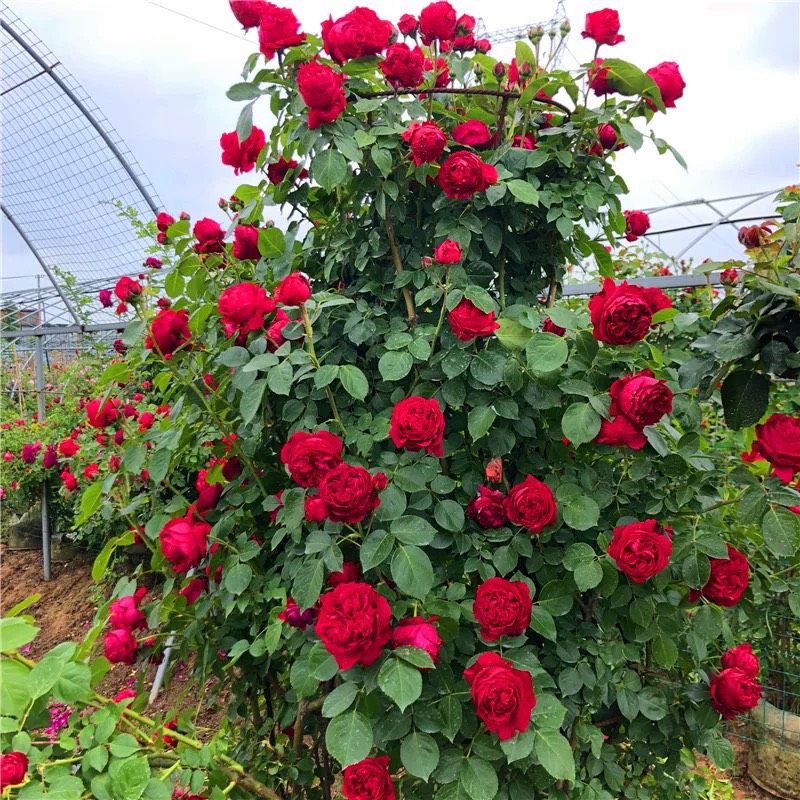 藤本月季蔷薇花苗特大浓香庭院爬藤植物花卉盆栽阳台玫瑰爬墙四季