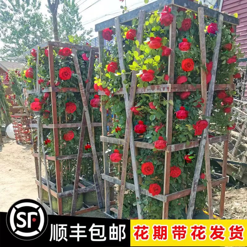 藤本月季蔷薇花苗特大浓香庭院爬藤植物花卉盆栽阳台玫瑰爬墙四季