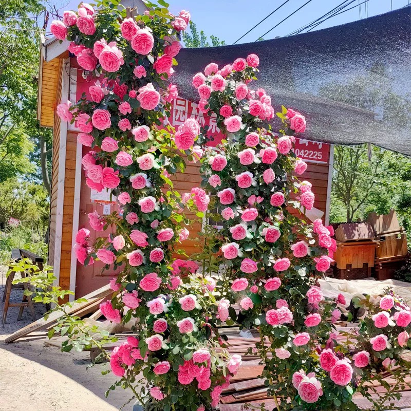 藤本月季蔷薇花苗特大浓香庭院爬藤植物花卉盆栽阳台玫瑰爬墙四季